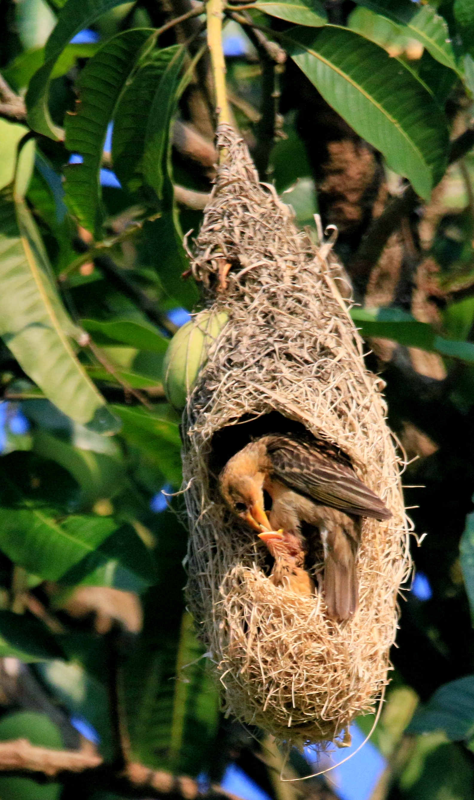 织布鸟筑巢过程图片
