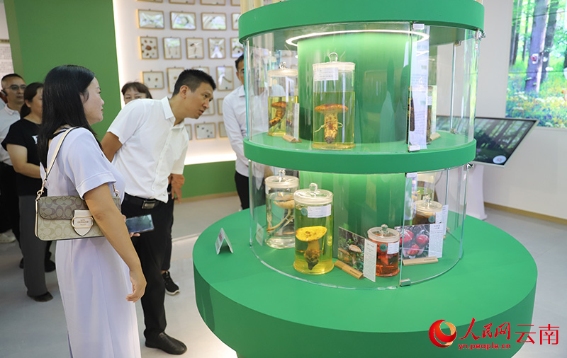 南华野生菌科普展馆内形态各异的野生菌标本吸引了不少参观者驻足观看。人民网记者 李发兴摄