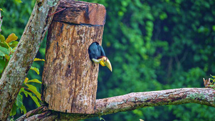 雏鸟出巢瞬间 尹以祜 摄