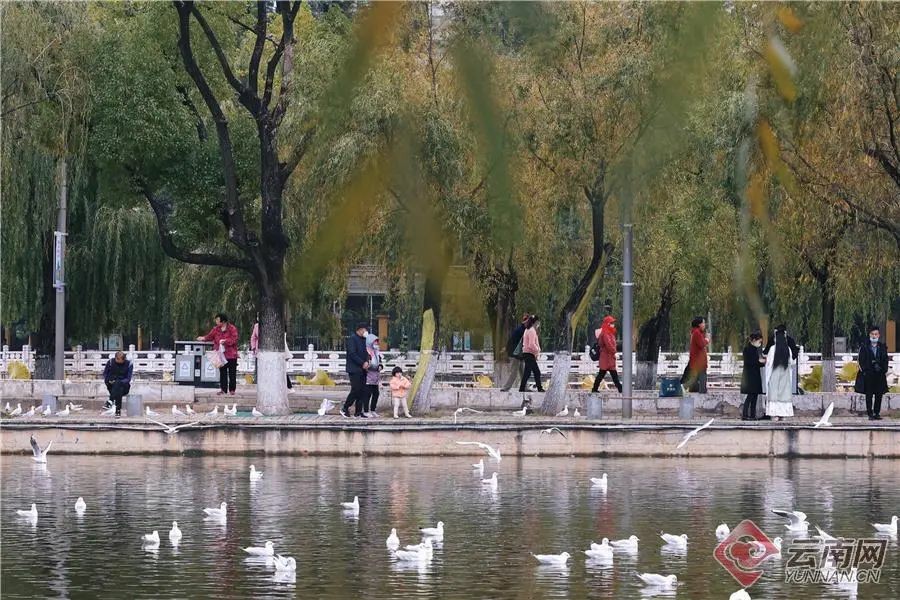 翠湖公园里，红嘴鸥成群聚集在湖面上 胡妤雅 摄