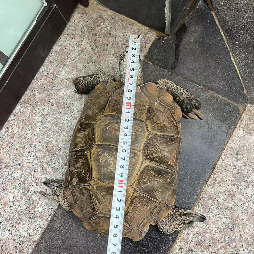 体长26厘米。