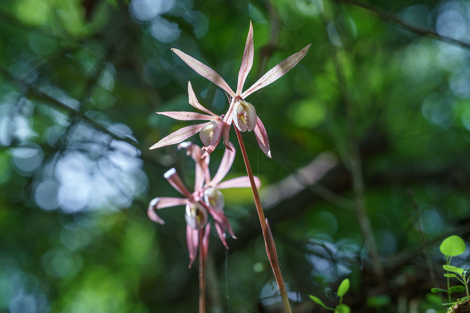 毛叶芋兰花。侯云鹏 摄