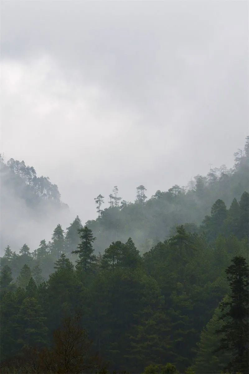 高山密林。邓斌 摄