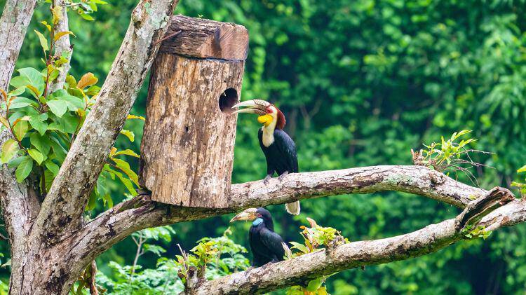 雄鸟和雌鸟在犀鸟人工招引巢箱口等待雏鸟出巢 尹以祜 摄