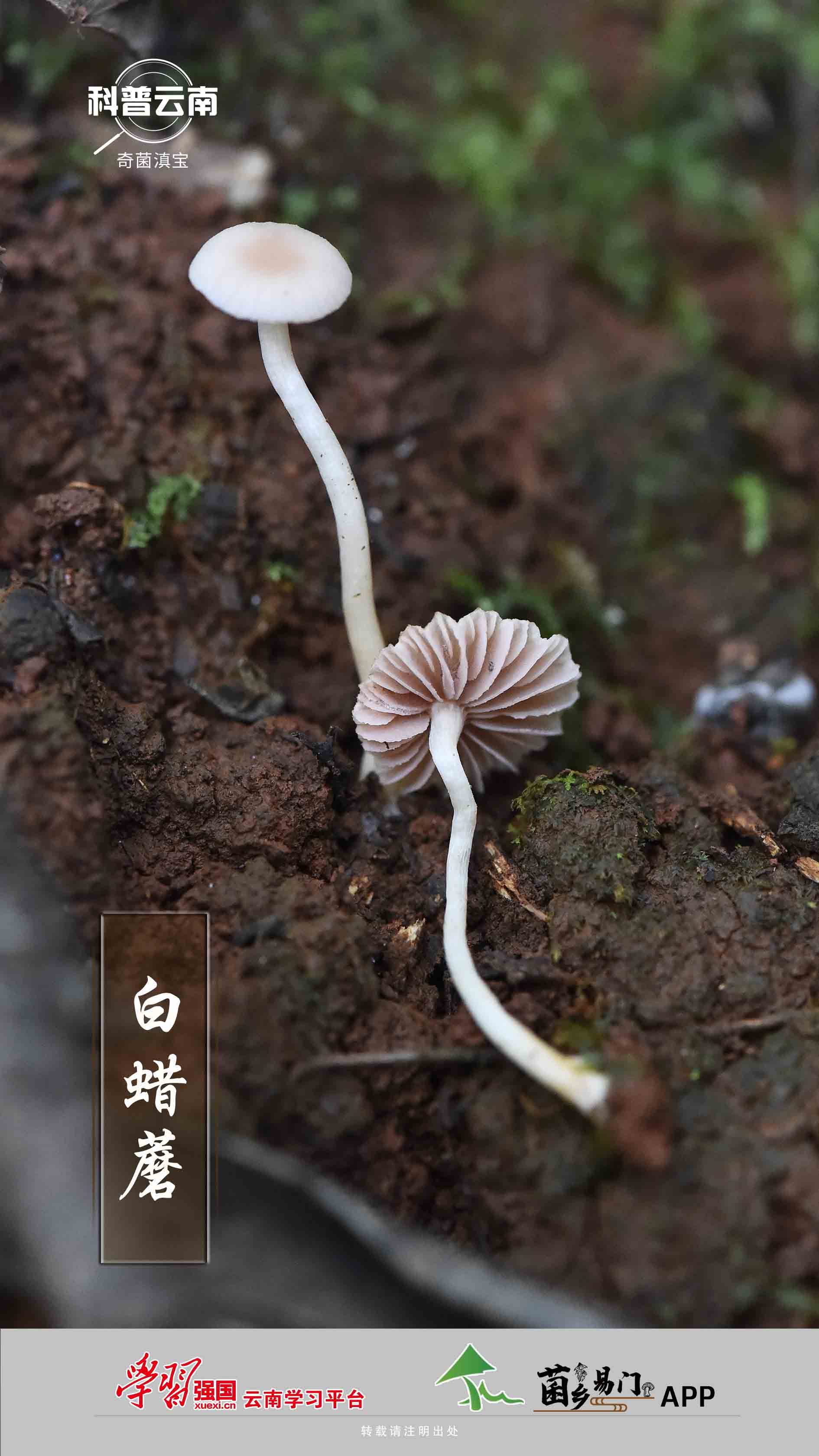 地方学习平台详情页