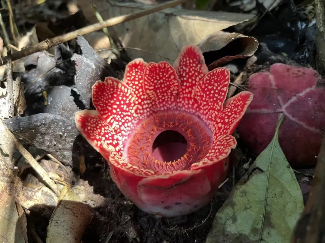 盛开的寄生花。勐远仙境景区 勐腊县委宣传部 供图