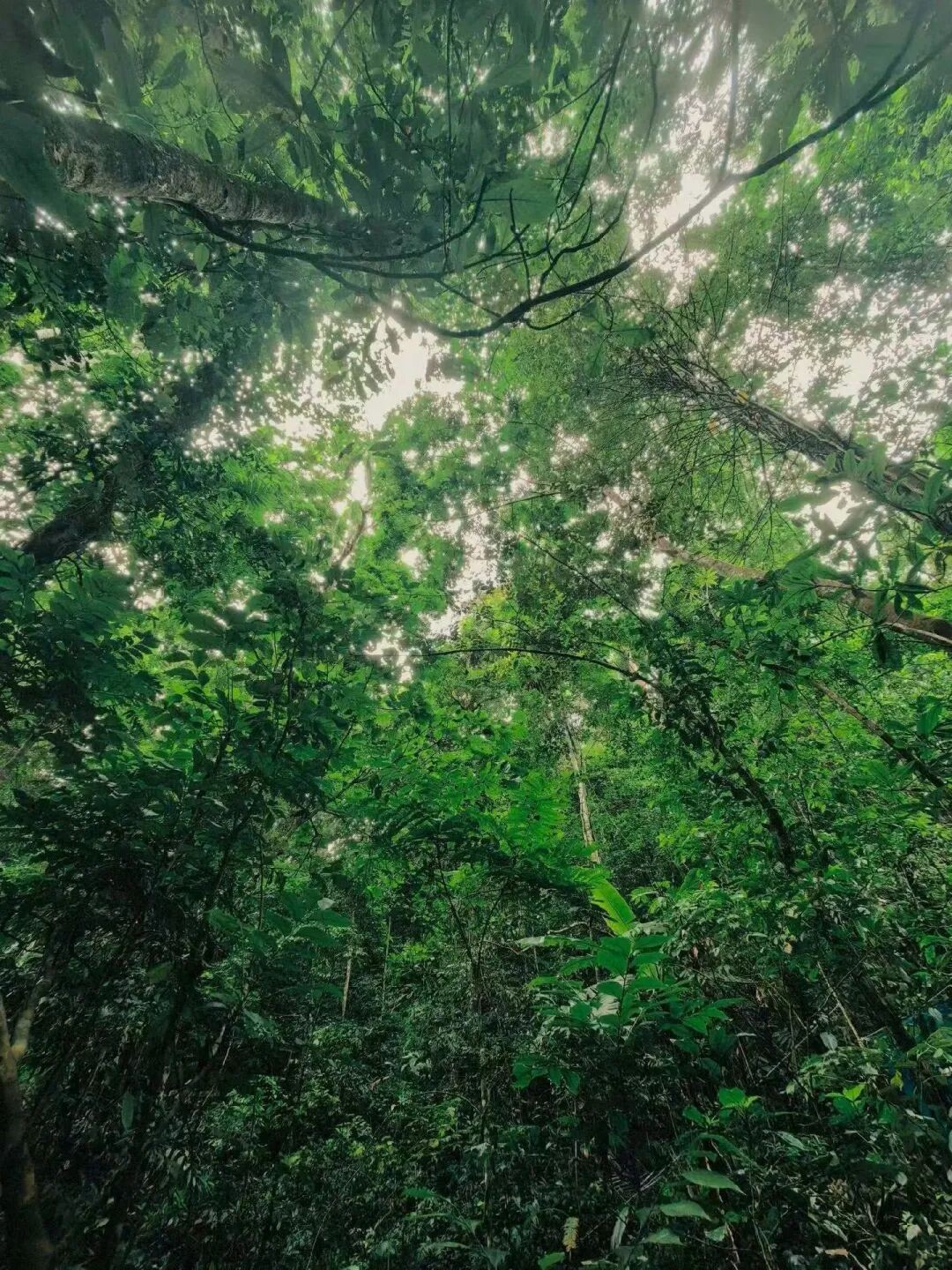 巴朵村的热带雨林。巴朵村 供图