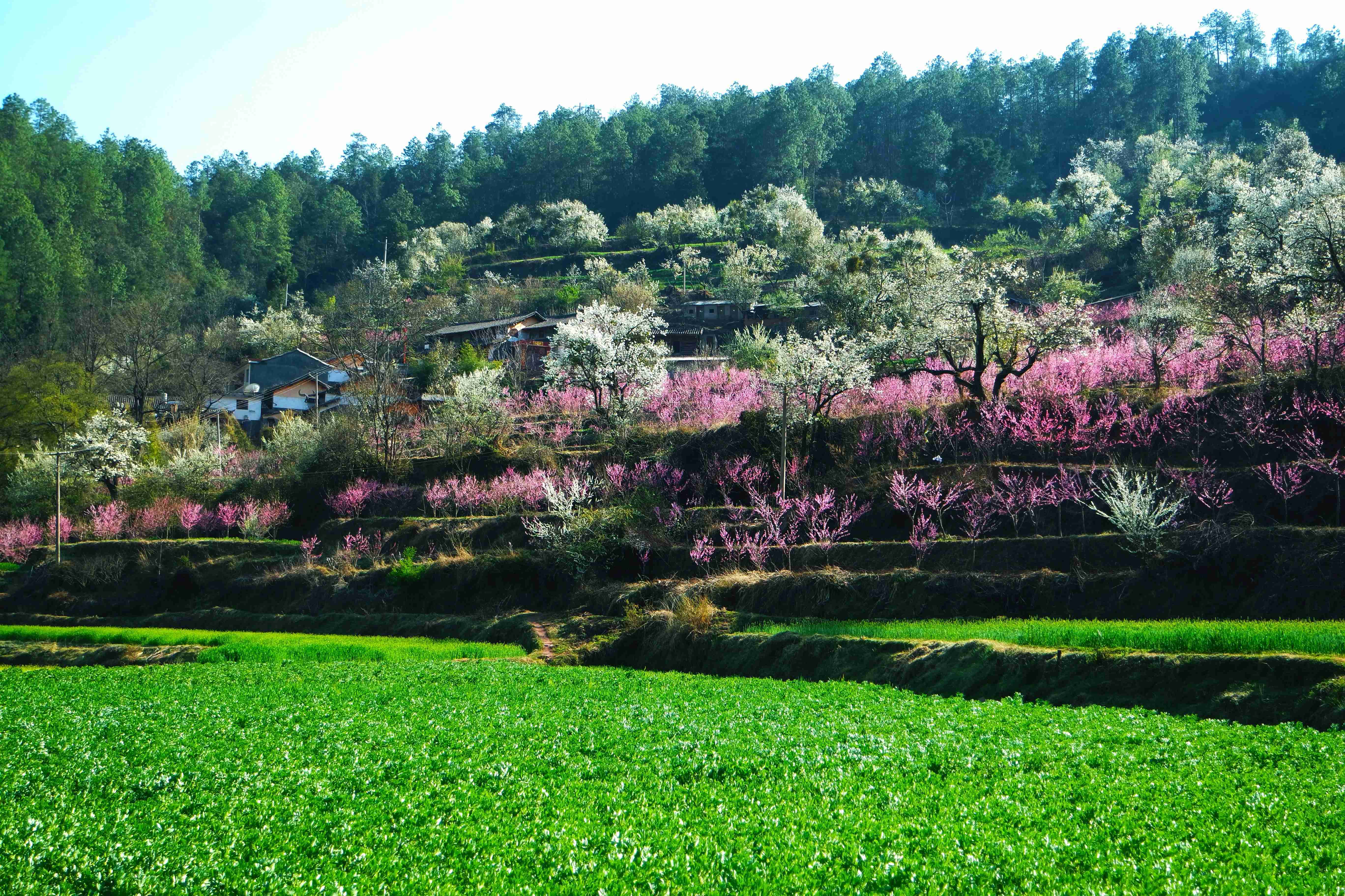 春天景象图片农村图片