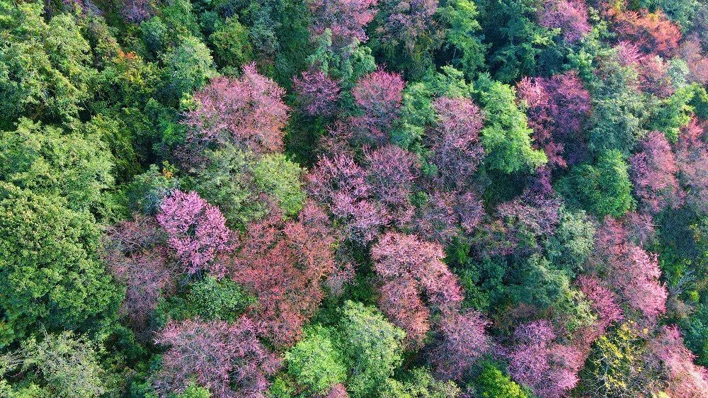 保山施甸野樱花正在盛开。 图源：云新闻客户端
