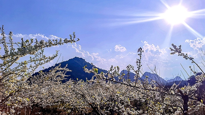 繁盛的李子花