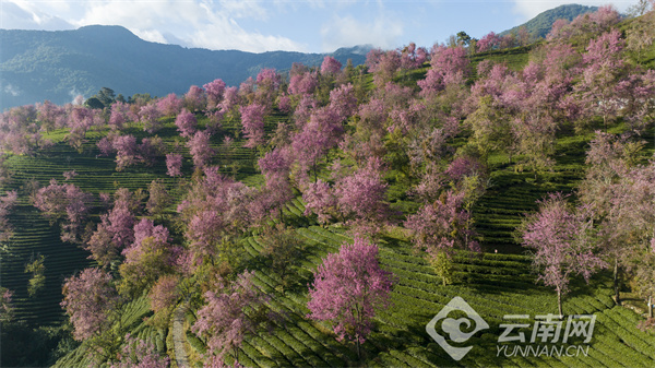 无量山樱花 董孟良 摄