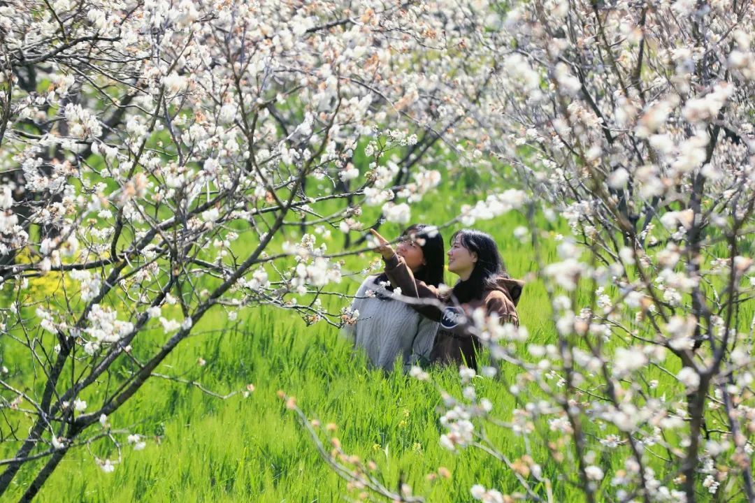 图源:“水墨施甸”微信公众号
