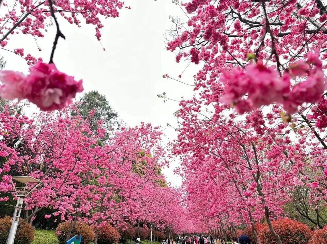 昆明市呈贡洛龙公园樱花大道。图源：呈贡发布