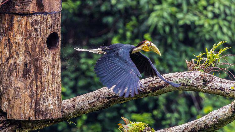 雏鸟出巢瞬间 颜秋 摄