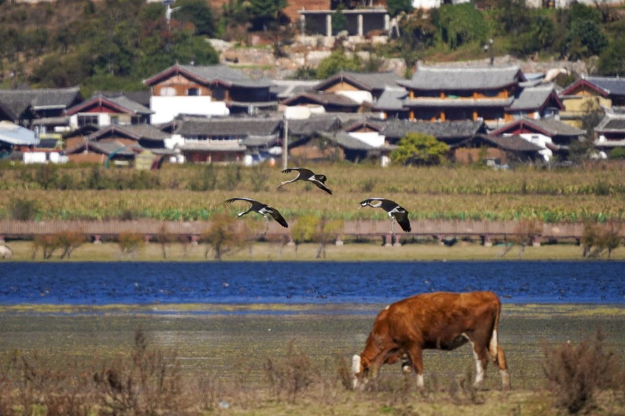 人鸟和谐共生的拉市海。(和云峰 摄)