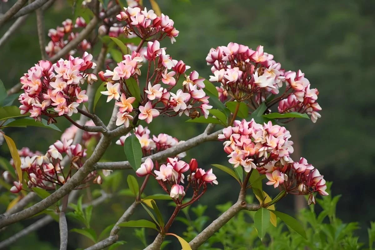 “韦拉克鲁斯玫瑰”鸡蛋花