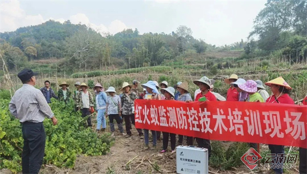 技术人员深入田间地头进行指导红火蚁防治 李婷 马芳芳 摄