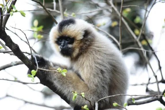 西黑冠长臂猿 段建伟 摄 南无量山国家级自然保护区南涧管护局供图