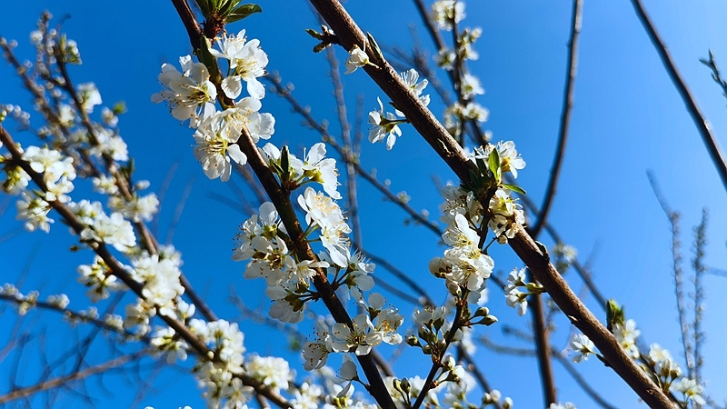 李子花