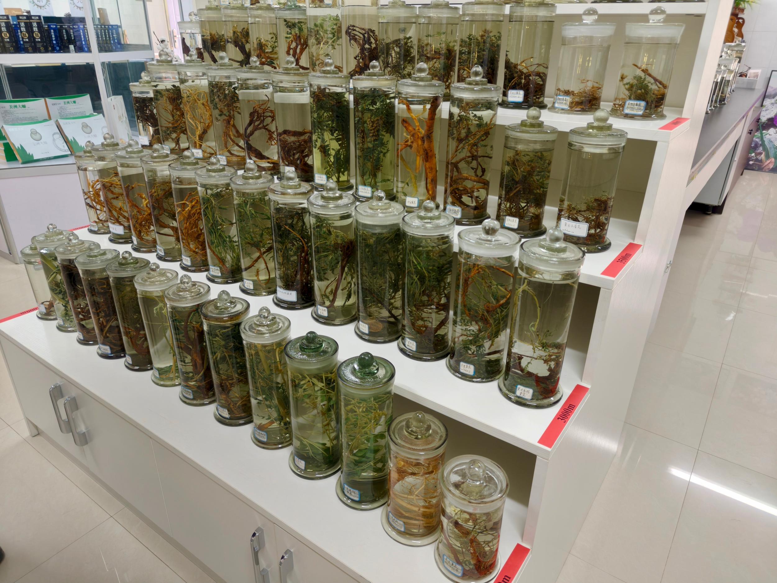 黄芪标本展示