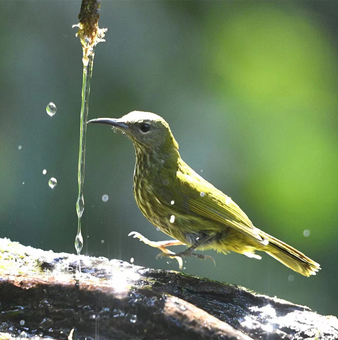 蓝枕花蜜鸟(丹洛 摄)
