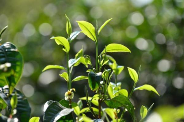 大理茶