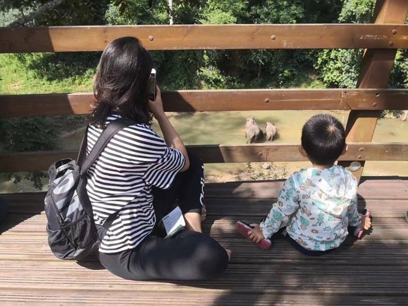 野象谷景区里,游客在观看野生亚洲象。(西双版纳国家级自然保护区管护局供图)