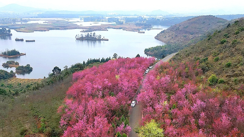 樱花绽放山水间