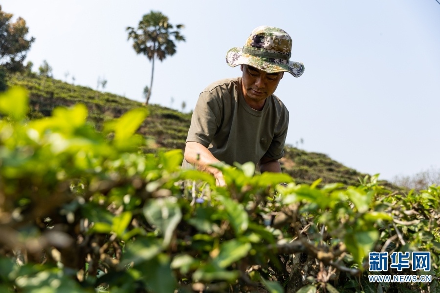 杨为解正在采摘茶叶（3月8日摄）。新华网 刘云 摄