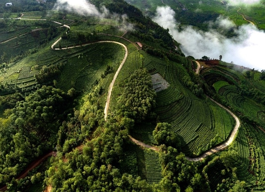万亩茶山。龙陵县委宣传部供图
