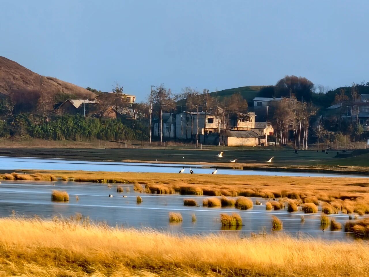 越冬黑颈鹤抵达大山包。赵子绞 摄