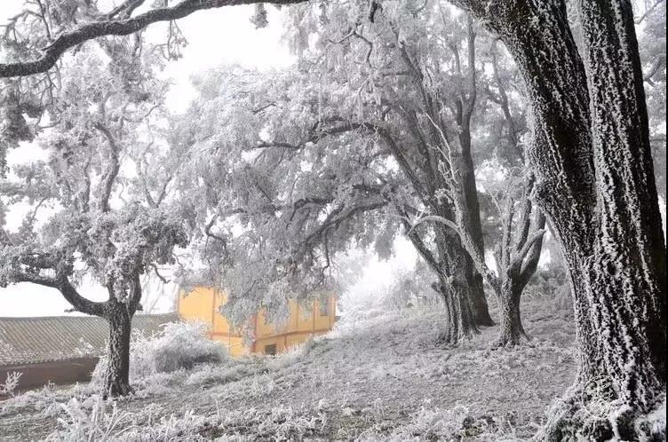 寻甸县甸沙乡苏撒坡密枝林