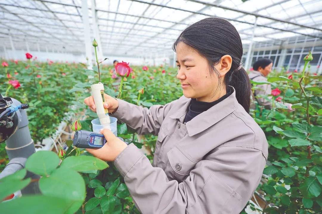 工作人员正在监测花卉产业园2号温室大棚内的水肥EC值和pH值。陈飞 胡妤雅 摄