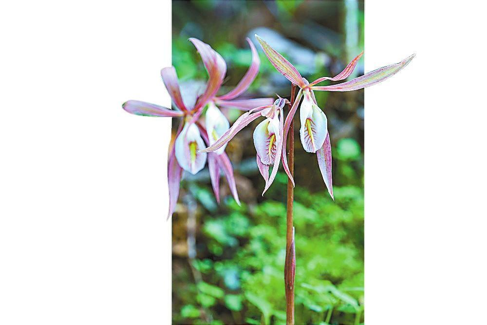 毛叶芋兰 侯云鹏 摄