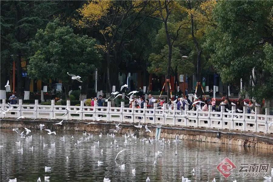 市民在翠湖公园观赏红嘴鸥 胡妤雅 摄