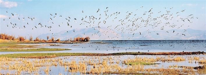 《洱海湿地生态》(刘朝翔 摄)