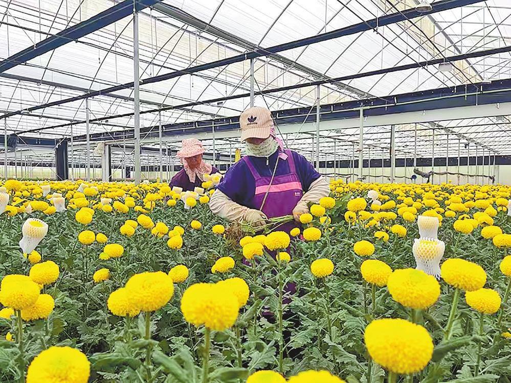 花卉基地。