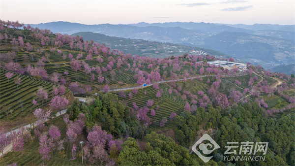无量山樱花 董孟良 摄