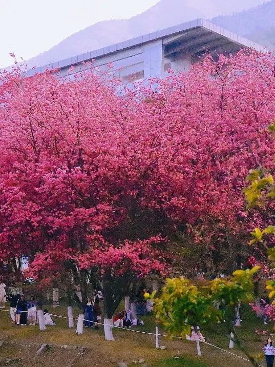 图源:“大理文旅”微信公众号