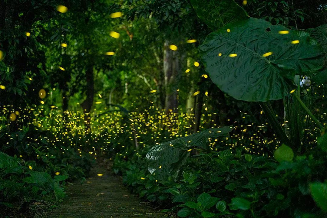 萤火虫 中科院西双版纳热带植物园 供图