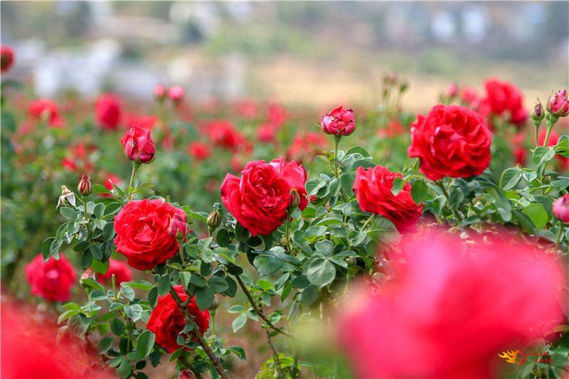 云南姚安千亩玫瑰花海唯美上线