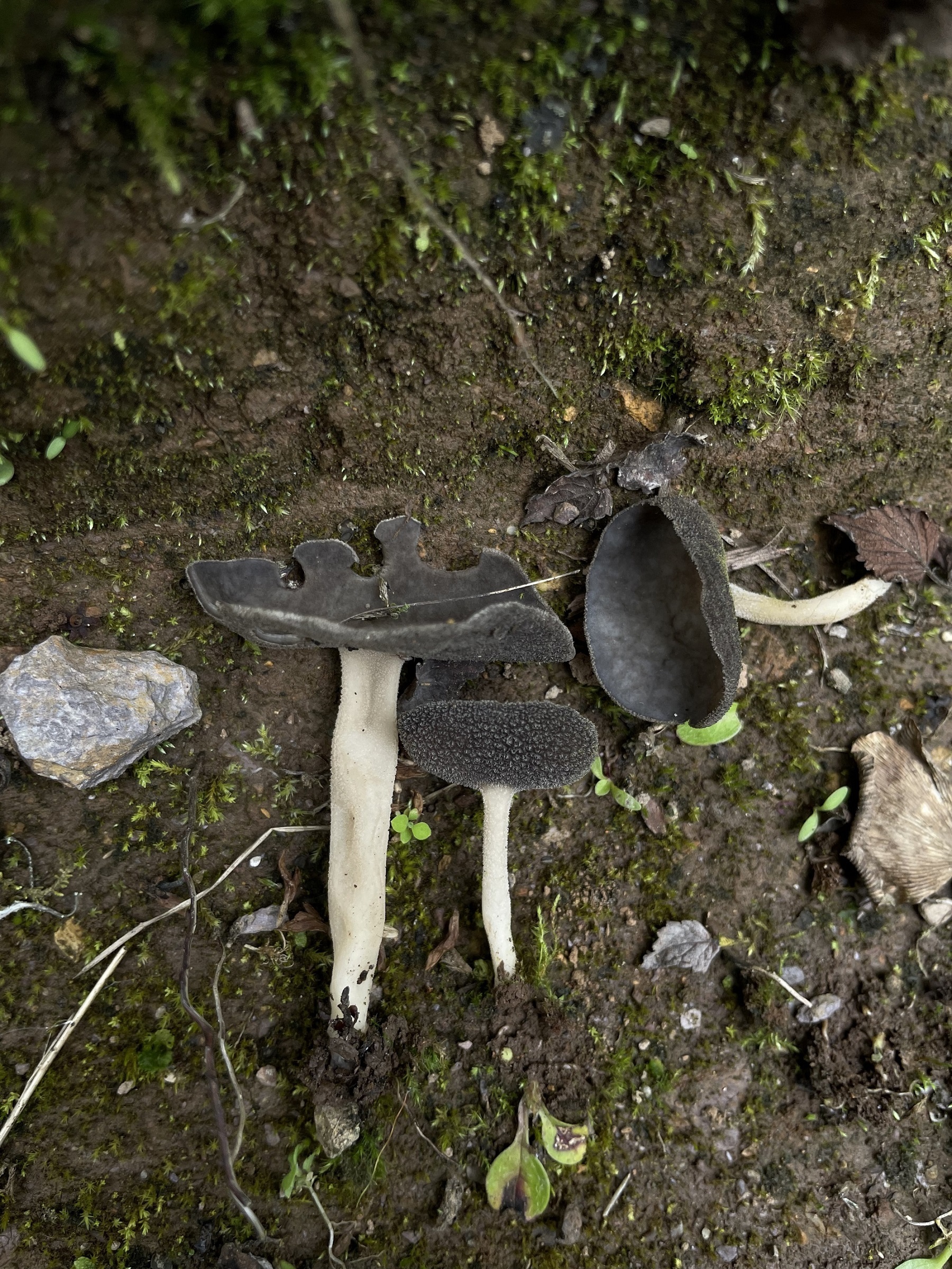 永平马鞍菌Helvella yongpingensis生境照