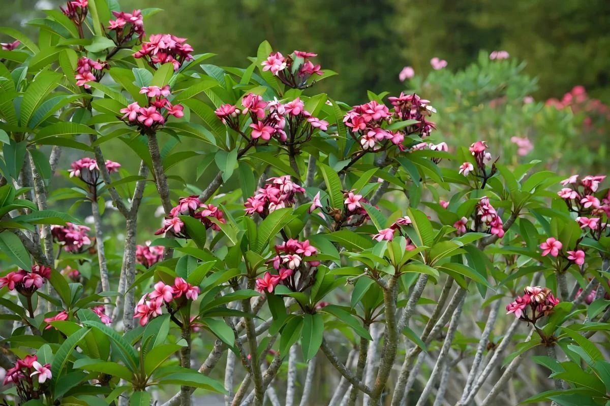 “纳塔拉提V-3”鸡蛋花
