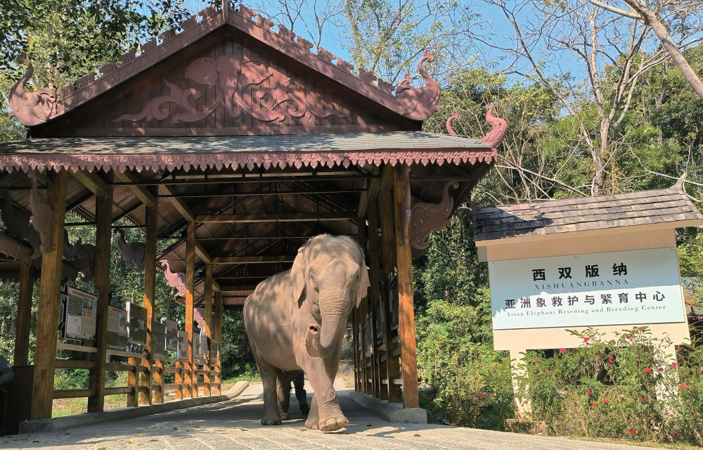 2月2日,西双版纳亚洲象救护与繁育中心(王剑英/摄)