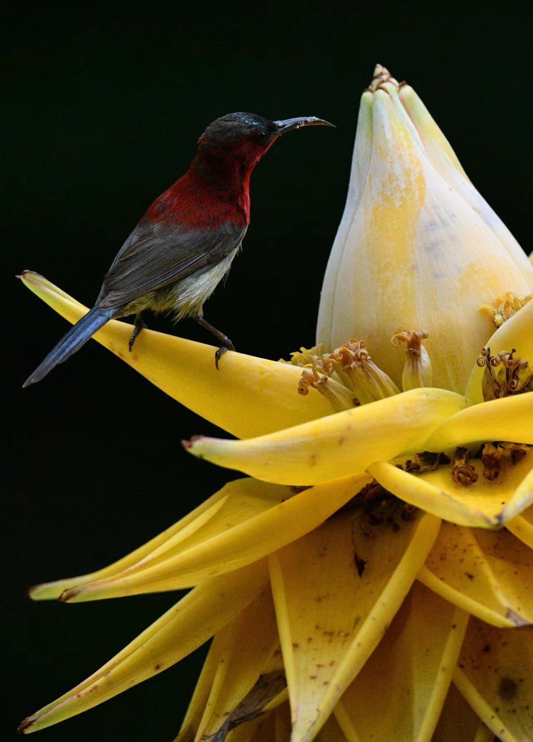 红胸太阳鸟(丹洛 摄)