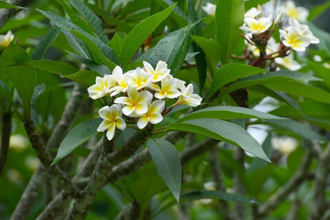 鸡蛋花