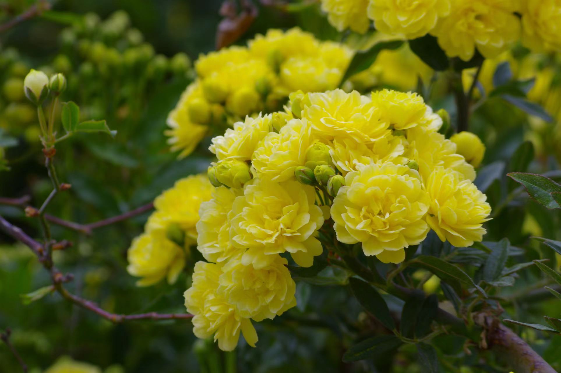 山野寻奇——木香花