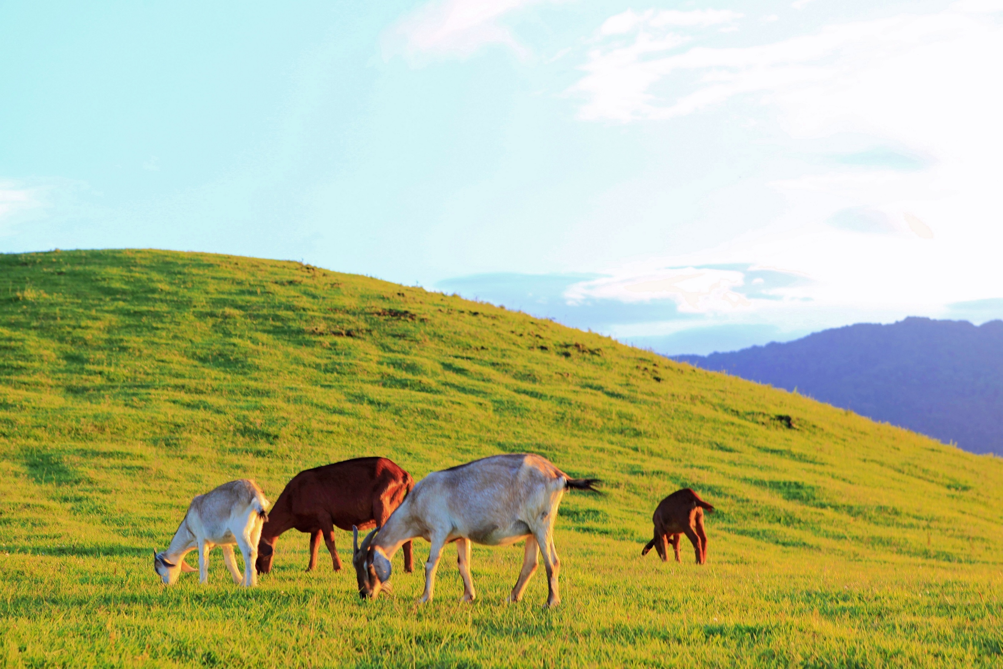 俊山　乾山写春草蓋向　12客 生态云南| 临沧：“藏”在大山里的“草原向往”