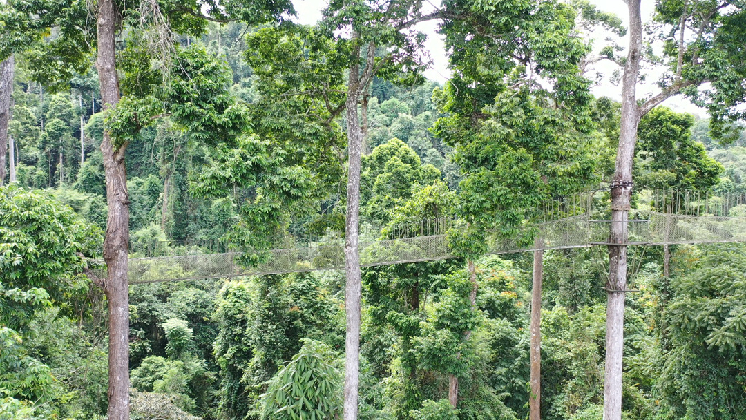 望天树(资料图)