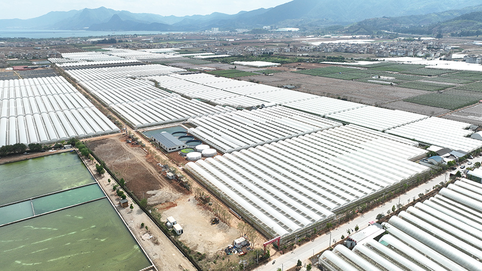 位于澄江市龙街街道左所社区的蓝莓产业绿色发展项目。邓星瑞 摄